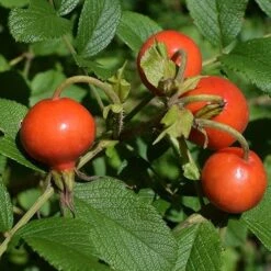 Seaside Hedge Mix -Plant Series Store Rosa rugosa 03