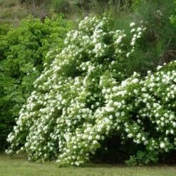 Rosa Banksiae Alba Plena - Rambling Rose -Plant Series Store RosaBanksiaeAlbaPlena2