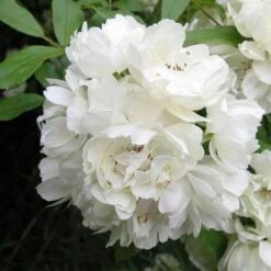 Rosa Banksiae Alba Plena - Rambling Rose -Plant Series Store RosaBanksiaeAlbaPlena4