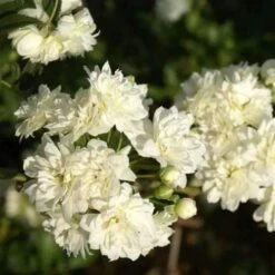 Rosa Banksiae Alba Plena - Rambling Rose -Plant Series Store RosaBanksiaeAlbaPlena5