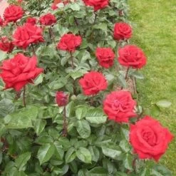 Rosa Ingrid Bergman - Hybrid Tea Shrub Rose -Plant Series Store RosaIngridbergmanNo4