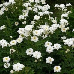 Rosa Kent (Pyrenees) - Groundcover Rose -Plant Series Store RosaKentNo3