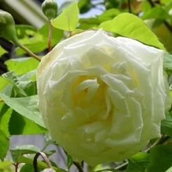Rosa Paul's Lemon Pillar - Climbing Rose -Plant Series Store RosaPaulsLemonPillar1