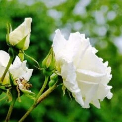 Rosa Paul's Lemon Pillar - Climbing Rose -Plant Series Store RosaPaulsLemonPillar2