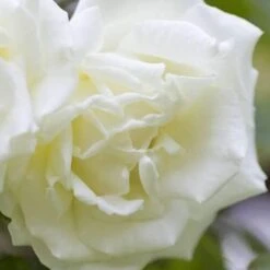 Rosa Paul's Lemon Pillar - Climbing Rose -Plant Series Store RosaPaulsLemonPillar5