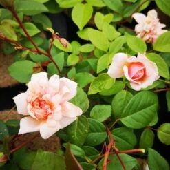 Rosa Perle D'Or - Old Shrub Rose -Plant Series Store RosaPerleD Or2