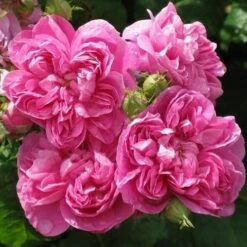 Rosa De Rescht - Old Shrub Rose -Plant Series Store RosaRosadeReschtNo3