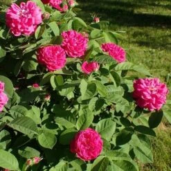 Rosa De Rescht - Old Shrub Rose -Plant Series Store RosaRosadeReschtNo5