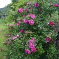 Rosa Exception (Rotes Meer) - Rugosa Rose -Plant Series Store RosaRugosaException1