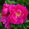 Rosa Exception (Rotes Meer) - Rugosa Rose