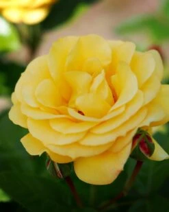 Rosa Arthur Bell - Floribunda Shrub Rose -Plant Series Store Rosa Arthur Bell 1