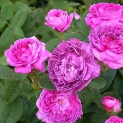 Rosa Belle De Crecy - Old Gallica Shrub Rose -Plant Series Store Rosa Belle de Crecy 4