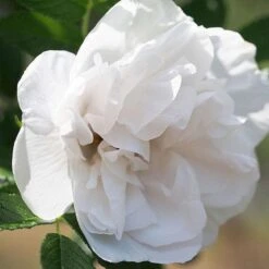 Rosa Blanc Double De Coubert - Rugosa Rose -Plant Series Store Rosa Blanc Double de Coubert 2