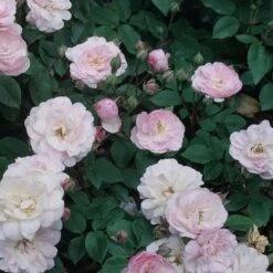 Rosa Blush Noisette - Climbing Rose -Plant Series Store Rosa Blush Noisette 1