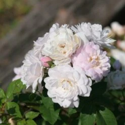 Rosa Blush Noisette - Climbing Rose -Plant Series Store Rosa Blush Noisette 5