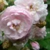 Rosa Blush Noisette - Climbing Rose