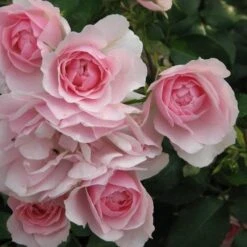 Rosa Bonica - Modern Shrub Rose -Plant Series Store Rosa Bonica 3