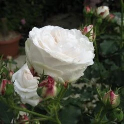 Rosa Boule De Neige - Old Bourbon Shrub Rose -Plant Series Store Rosa Boule de Neige 2