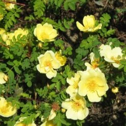 Rosa Canary Bird - Old Shrub Rose -Plant Series Store Rosa Canary Bird 1
