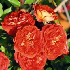 Rosa Carmen - Rugosa Rose -Plant Series Store Rosa Carmen 3