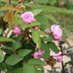Rosa Centifolia - Old Shrub Rose -Plant Series Store Rosa Centifolia 2
