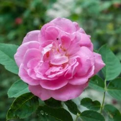 Rosa Centifolia - Old Shrub Rose -Plant Series Store Rosa Centifolia 4