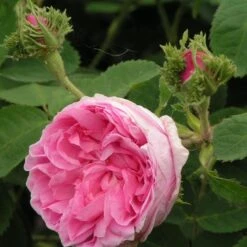 Rosa Chapeau De Napoleon - Old Moss Shrub Rose -Plant Series Store Rosa Chapeau de Napoleon 3