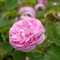 Rosa Chapeau De Napoleon - Old Moss Shrub Rose -Plant Series Store Rosa Chapeau de Napoleon 4