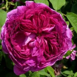 Rosa Charles De Mills - Old Gallica Shrub Rose -Plant Series Store Rosa Charles de Mills 03