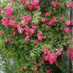 Rosa Dorothy Perkins - Rambling Rose -Plant Series Store Rosa Dorothy Perkins 4