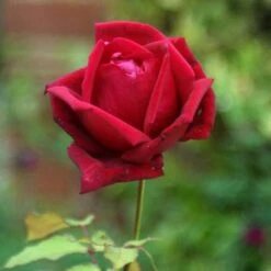 Rosa Ena Harkness - Climbing Rose -Plant Series Store Rosa Ena Harkness 3