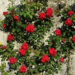 Rosa Ena Harkness - Climbing Rose -Plant Series Store Rosa Ena Harkness 4