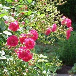Rosa Excelsa - Rambling Rose -Plant Series Store Rosa Exclesea X