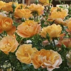Rosa Flower Carpet Amber -Plant Series Store Rosa Flower Carpet Amber XX