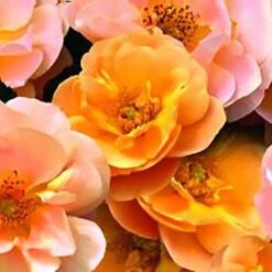Rosa Flower Carpet Amber -Plant Series Store Rosa Flower Carpet Amber XXX
