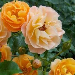 Rosa Flower Carpet Amber -Plant Series Store Rosa Flower Carpet Amber Xxxx