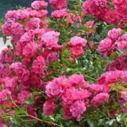 Rosa Flower Carpet Pink -Plant Series Store Rosa Flower Carpet Pink 1