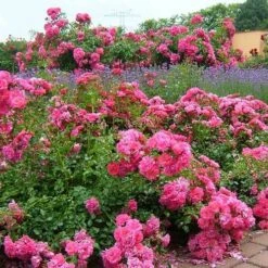 Rosa Flower Carpet Pink -Plant Series Store Rosa Flower Carpet Pink 2