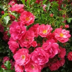 Rosa Flower Carpet Pink -Plant Series Store Rosa Flower Carpet Pink 3
