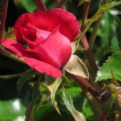 Rosa Flower Carpet Ruby -Plant Series Store Rosa Flower Carpet Ruby 2