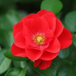 Rosa Flower Carpet Scarlet -Plant Series Store Rosa Flower Carpet Scarlet 3