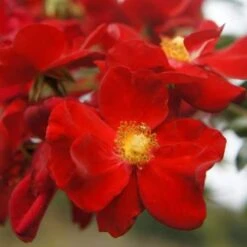 Rosa Flower Carpet Scarlet -Plant Series Store Rosa Flower Carpet Scarlet 5