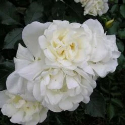 Rosa Flower Carpet White -Plant Series Store Rosa Flower Carpet White 2