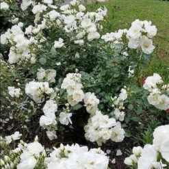 Rosa Flower Carpet White -Plant Series Store Rosa Flower Carpet White 2 X