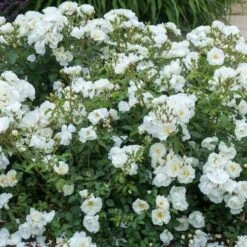 Rosa Flower Carpet White -Plant Series Store Rosa Flower Carpet White 3