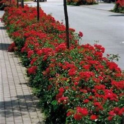 Rosa Flower Carpet Ruby -Plant Series Store Rosa Flower Carpet ruby 2 X