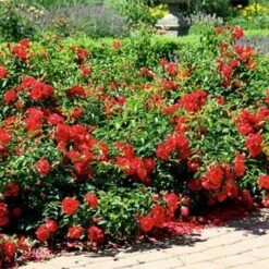 Rosa Flower Carpet Scarlet -Plant Series Store Rosa Flower carpet Scarlet 4 xx