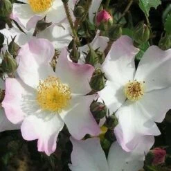 Rosa Francis E. Lester - Rambling Rose -Plant Series Store Rosa Francis E Lester 3