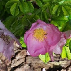Rosa Fru Dagmar Hastrup - Rugosa Rose -Plant Series Store Rosa Frau Dagmar Hastrup 3
