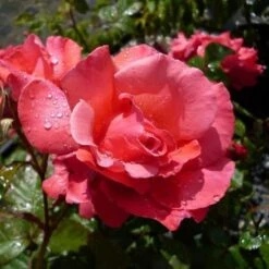 Rosa Galway Bay - Climbing Rose -Plant Series Store Rosa Galway Bay 01